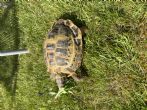 Horsfield : Female 9 years old (Titi)